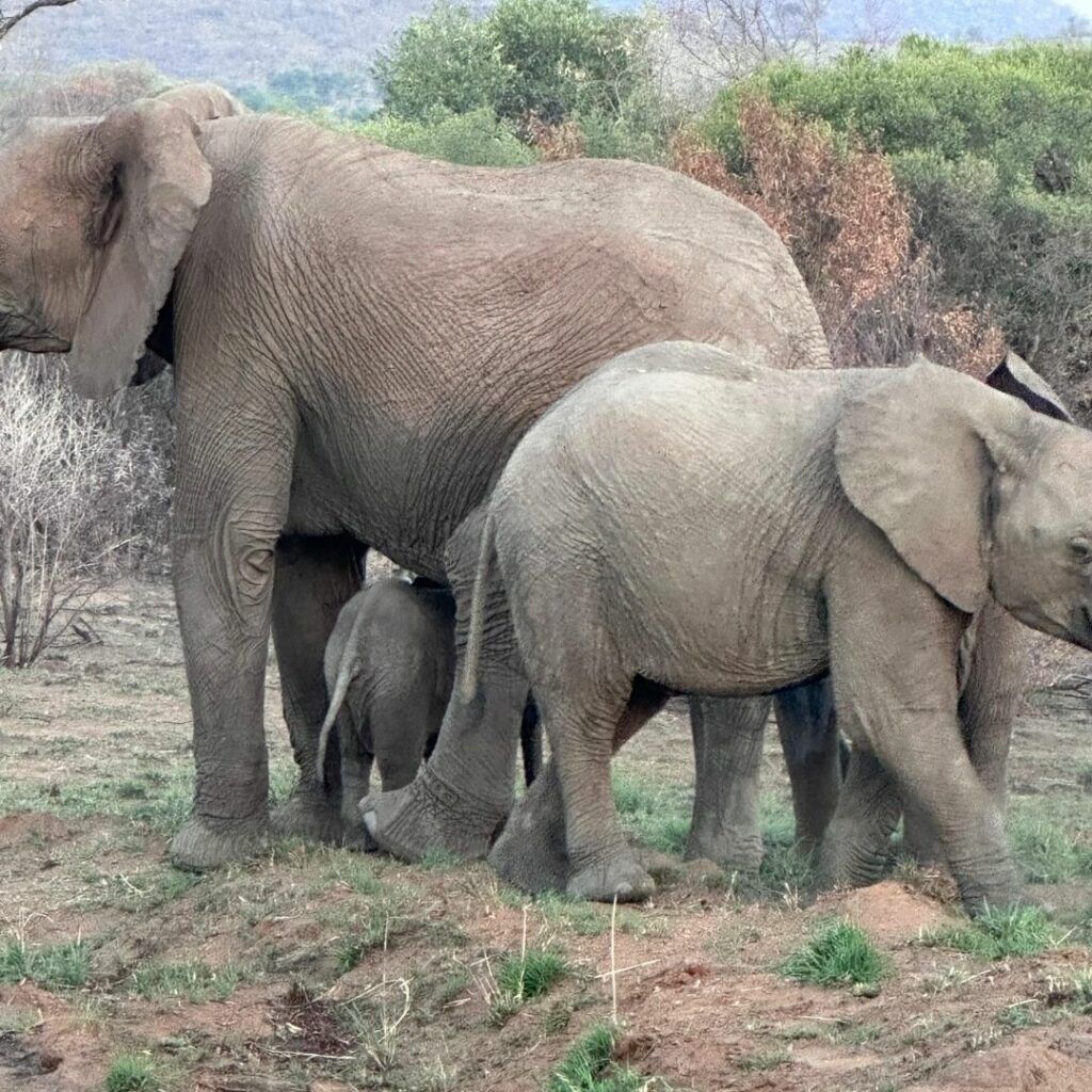 Elephants on a Ndlovukazi game drive
