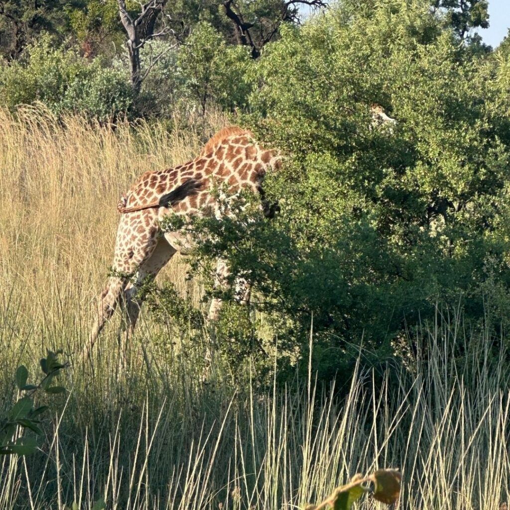 Giraffe in the bush
