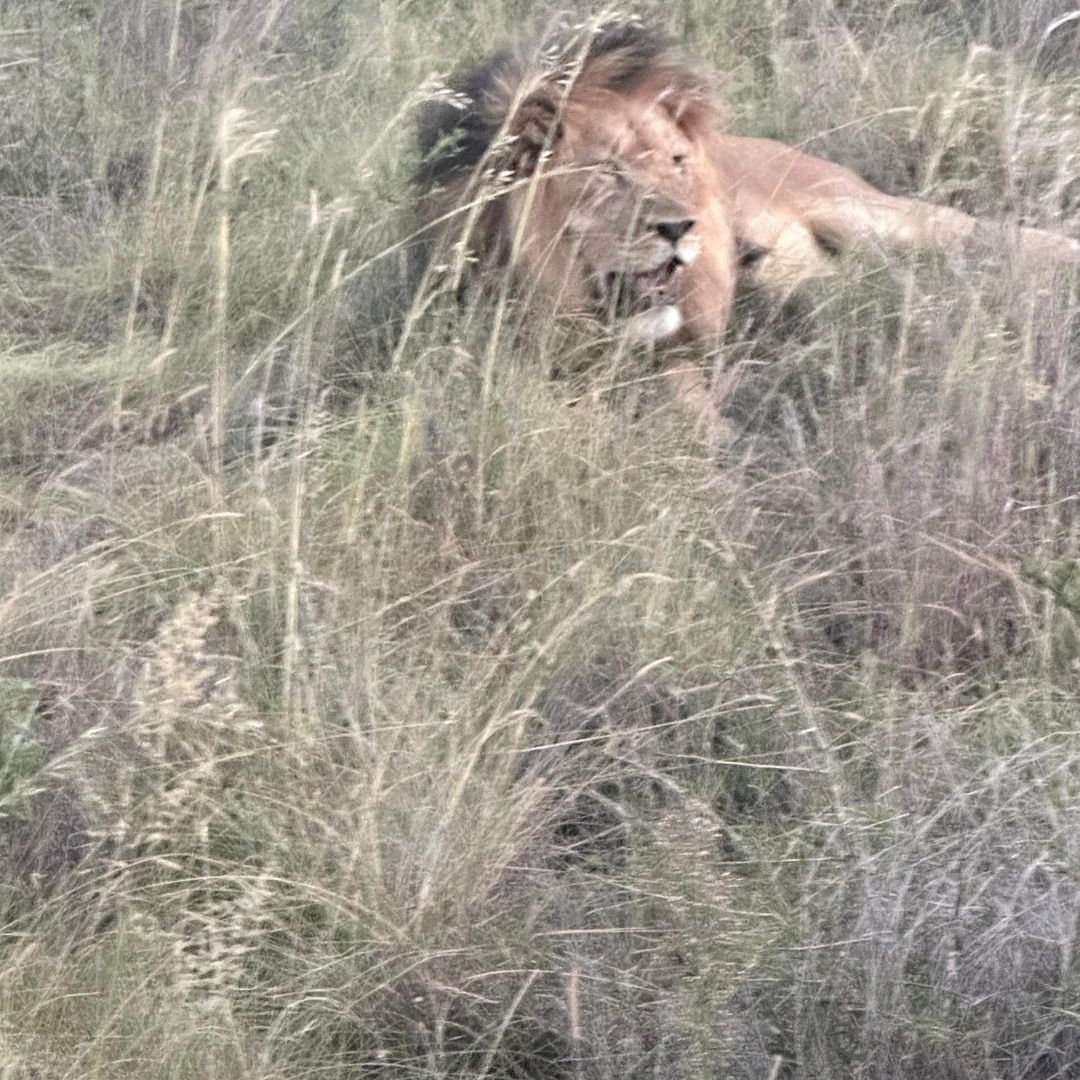 Ndlovukazi tour destination and experience