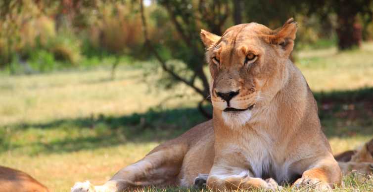Ndlovukazi tour destination and experience